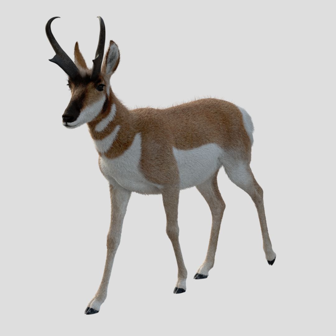 Pronghorn Man Geanimeerd 3d model