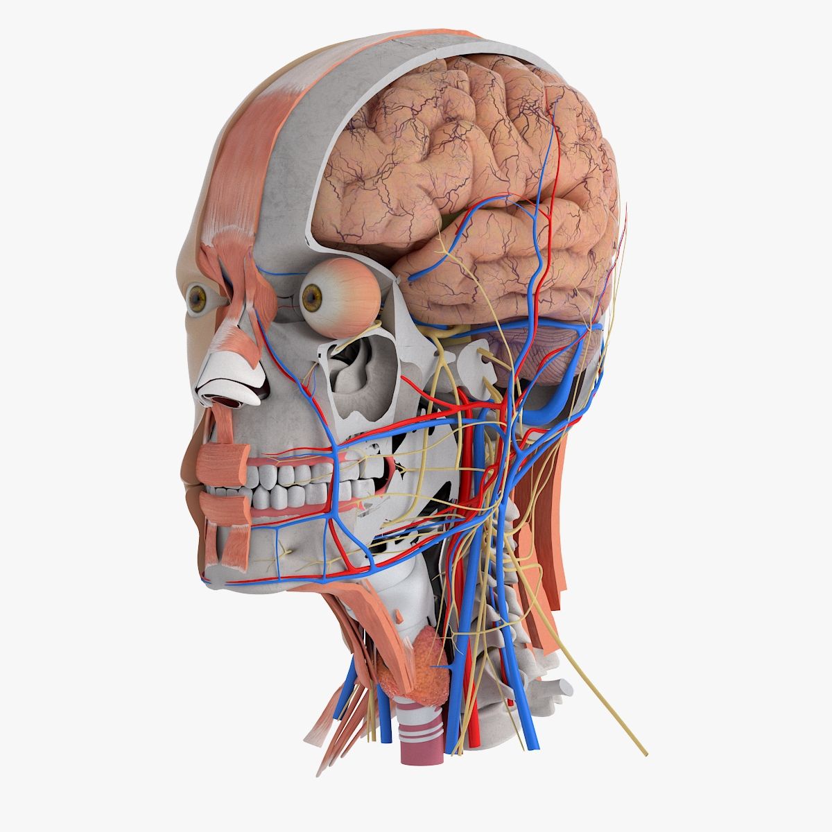 人間の頭の解剖学 3d model