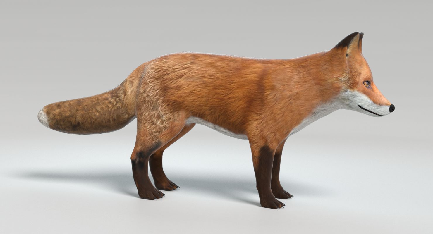 Fox royalty-free 3d model - Preview no. 5