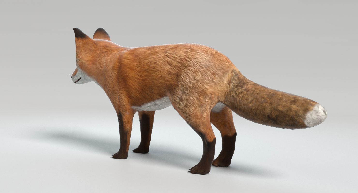 Fox royalty-free 3d model - Preview no. 7