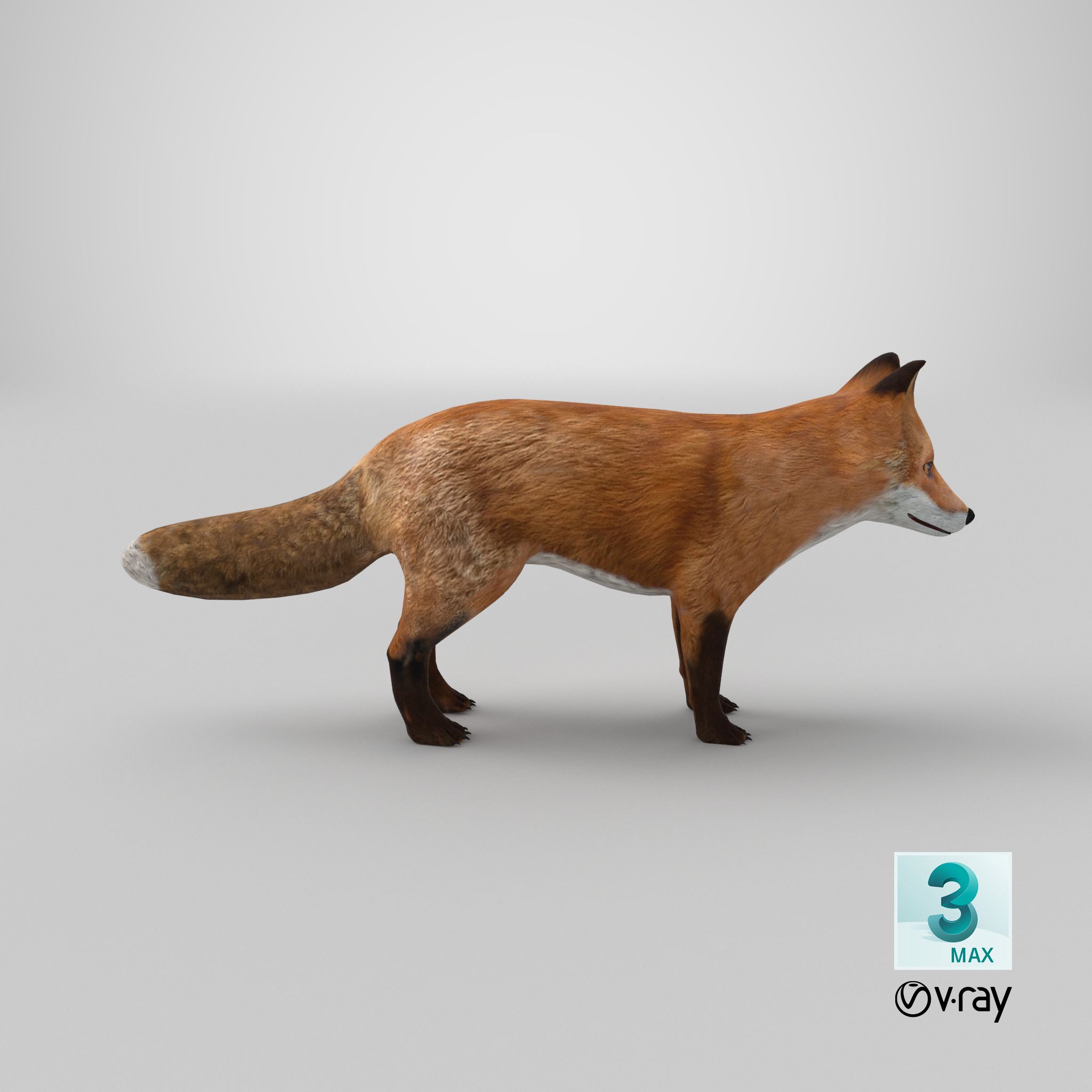 Fox royalty-free 3d model - Preview no. 16