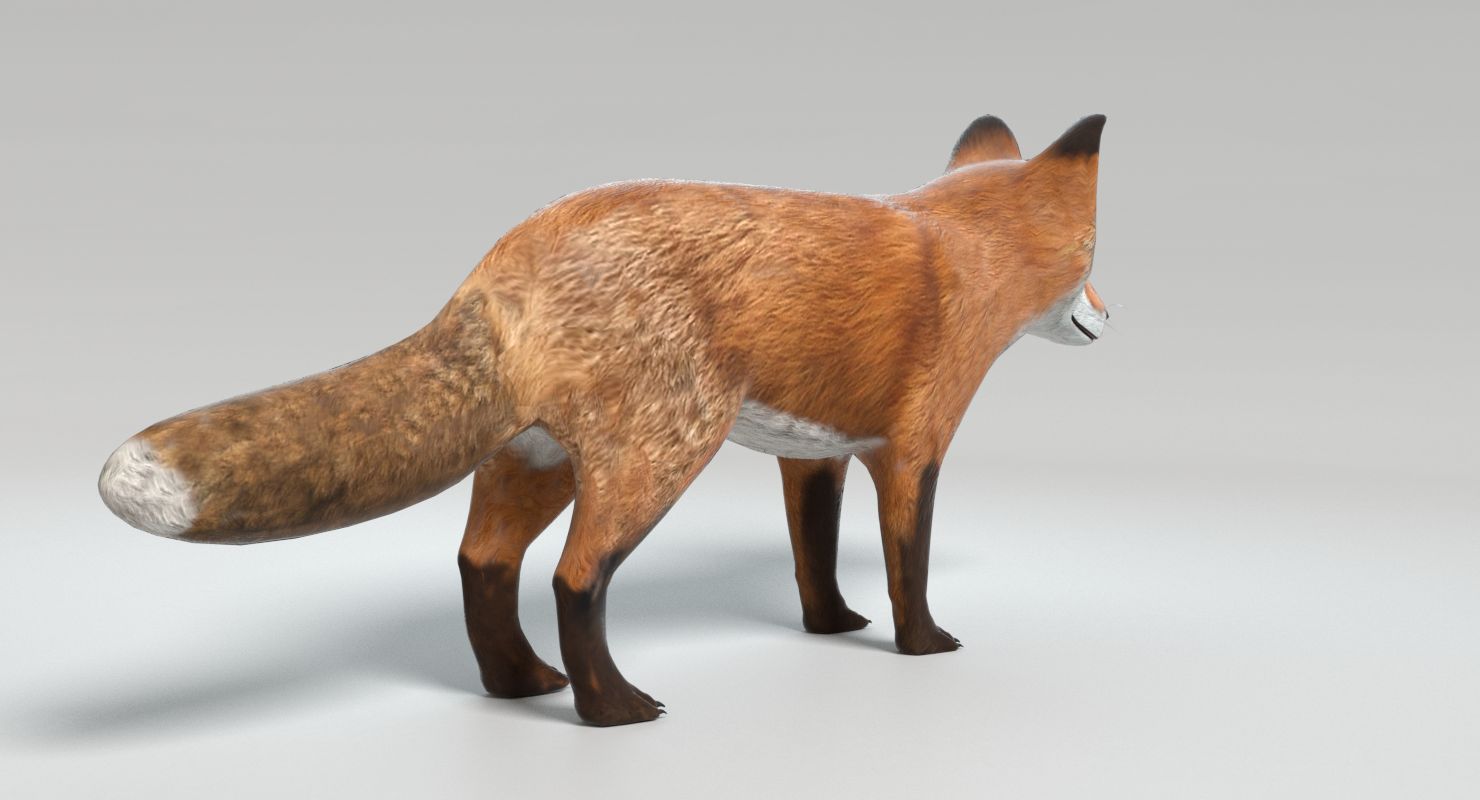 Fox royalty-free 3d model - Preview no. 6