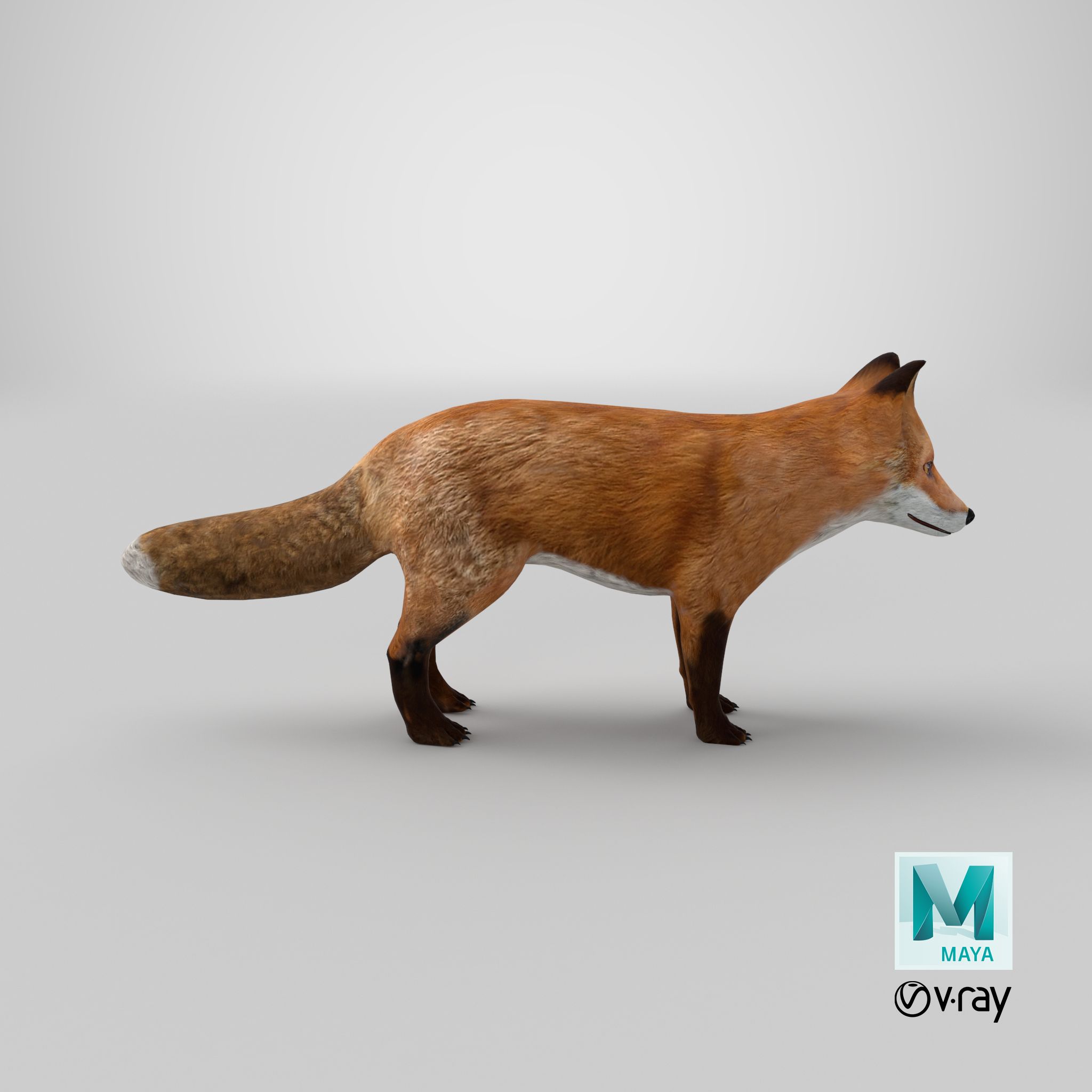 Fox royalty-free 3d model - Preview no. 14