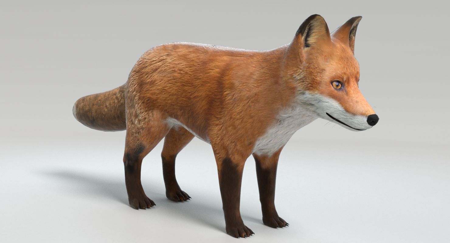 Fox royalty-free 3d model - Preview no. 4