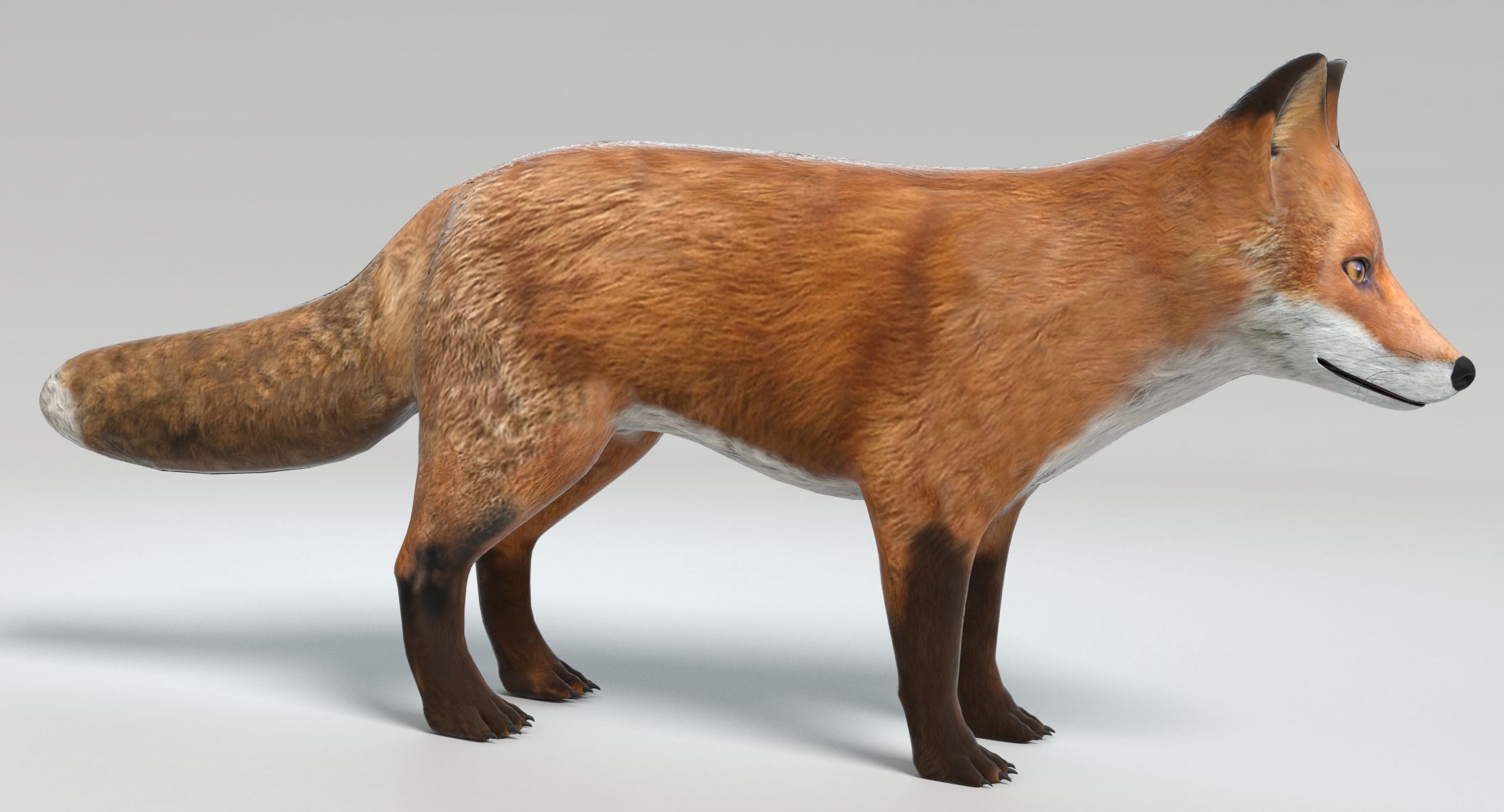 Fox royalty-free 3d model - Preview no. 3