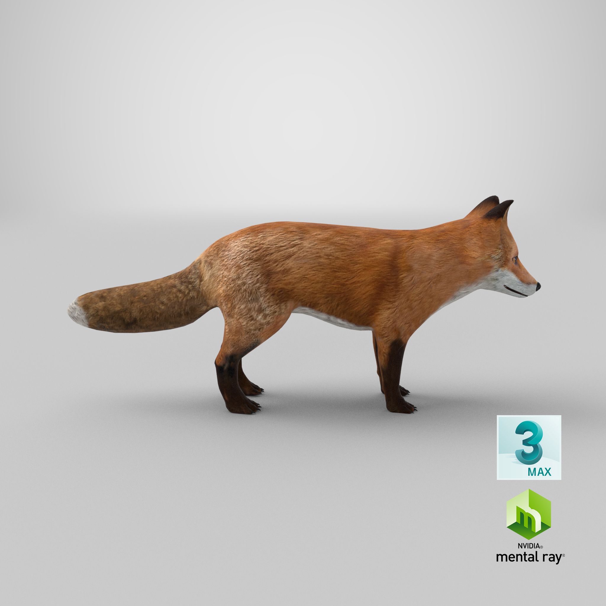 Fox royalty-free 3d model - Preview no. 17