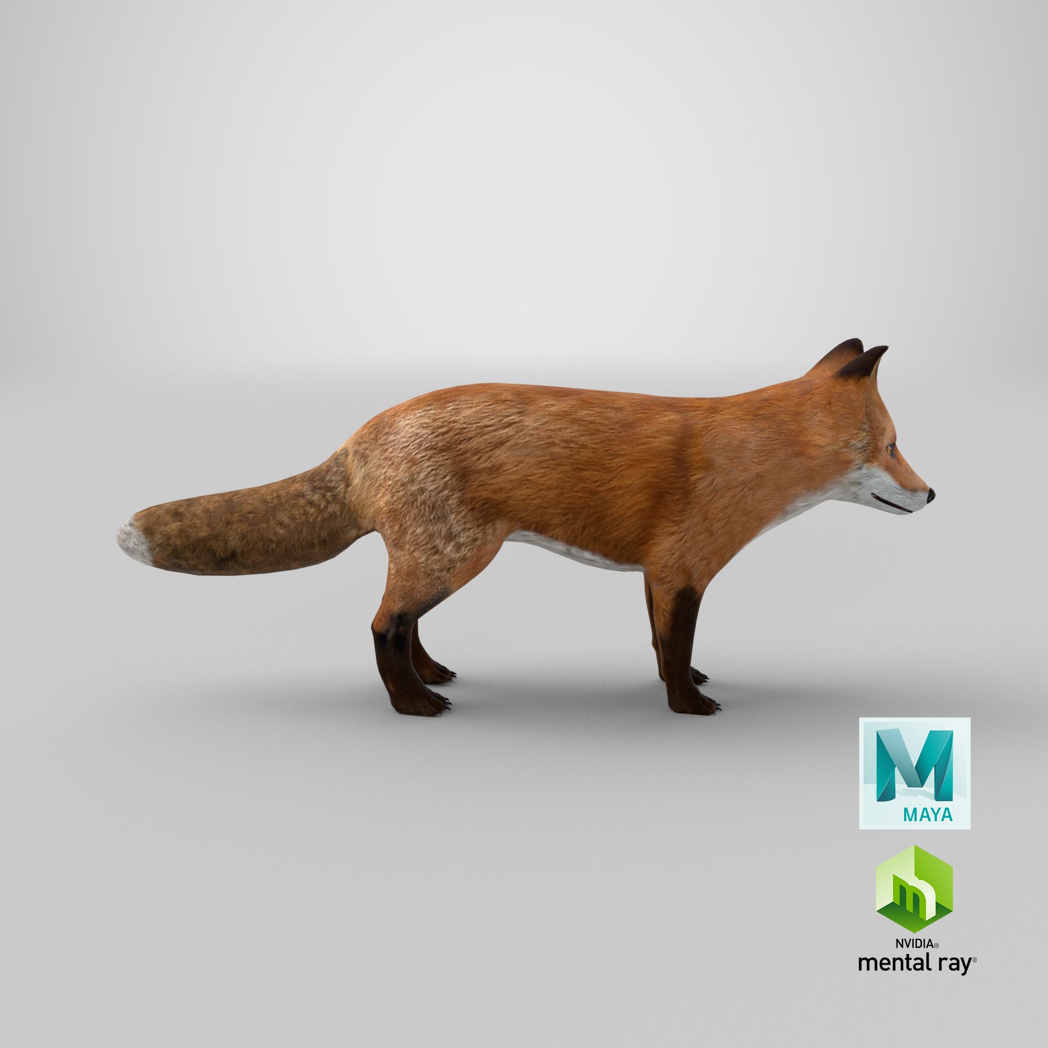 Fox royalty-free 3d model - Preview no. 15