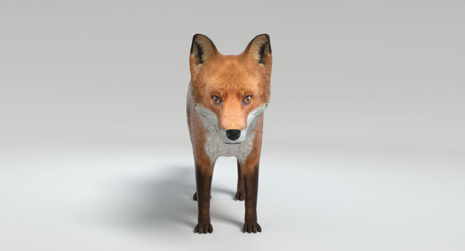 Fox royalty-free 3d model - Preview no. 9