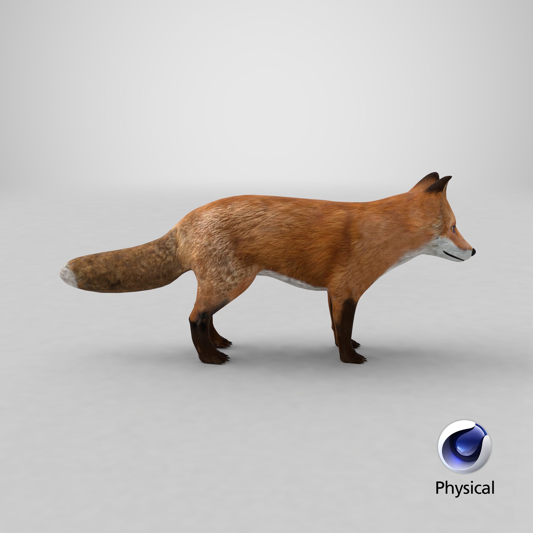 Fox royalty-free 3d model - Preview no. 18