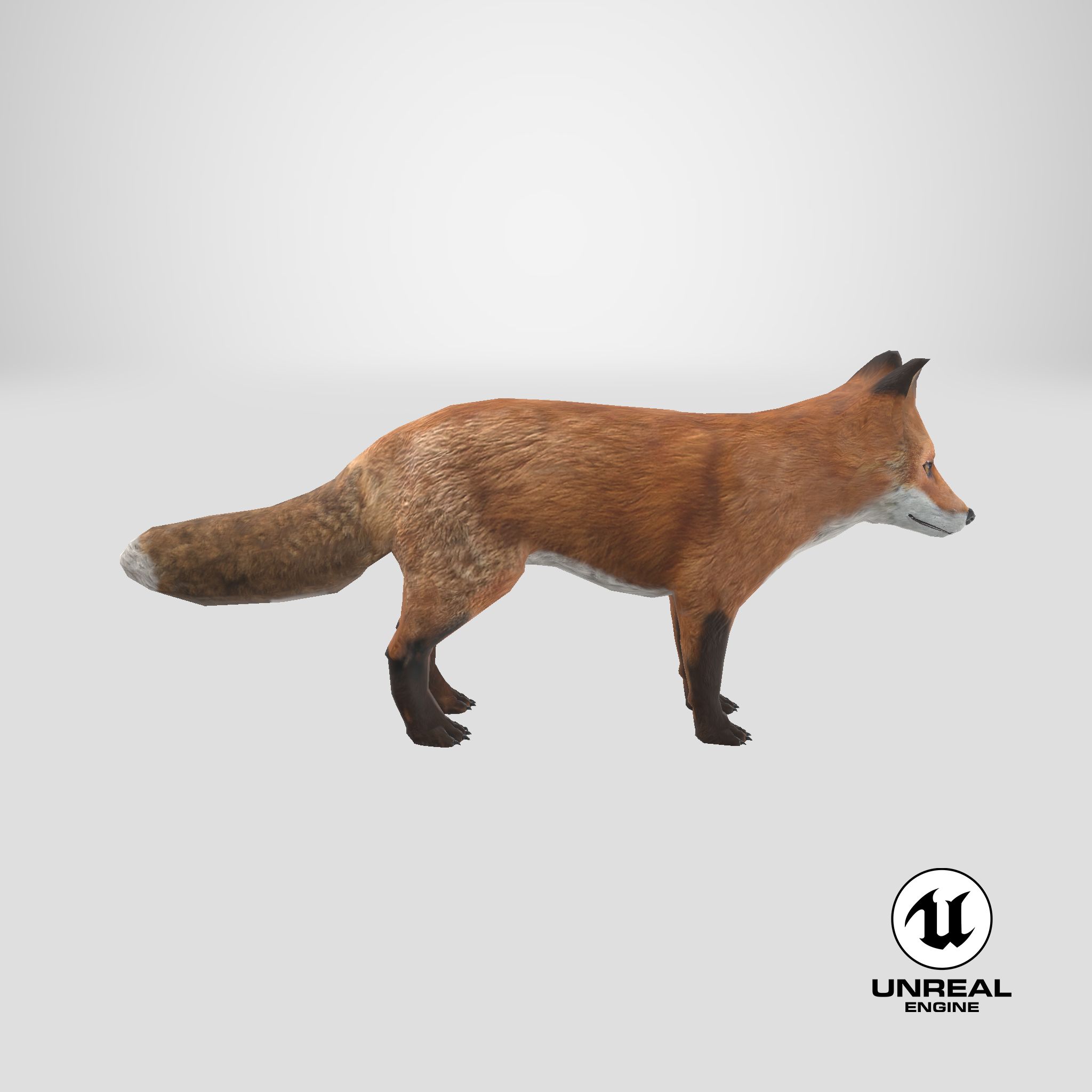 Fox royalty-free 3d model - Preview no. 19