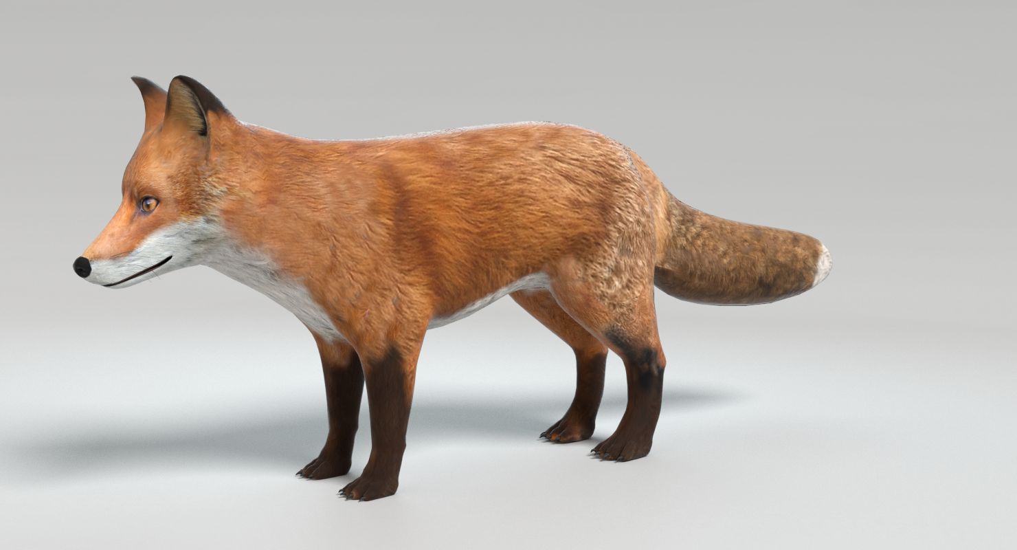 Fox royalty-free 3d model - Preview no. 8