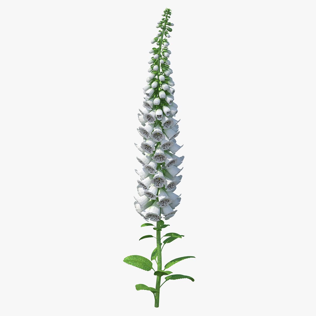 Digitalis Foxglove Alba Blanco modelo 3d