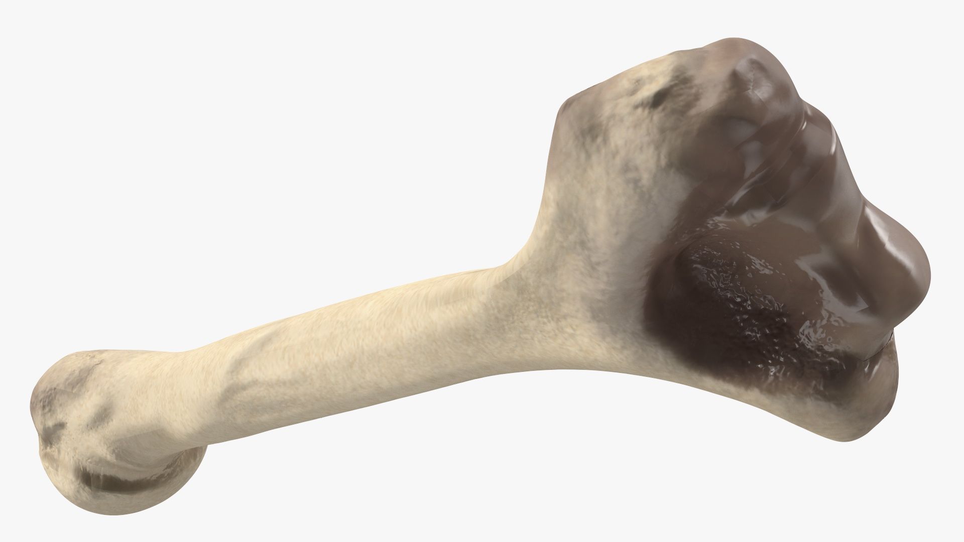 Bone royalty-free 3d model - Preview no. 13