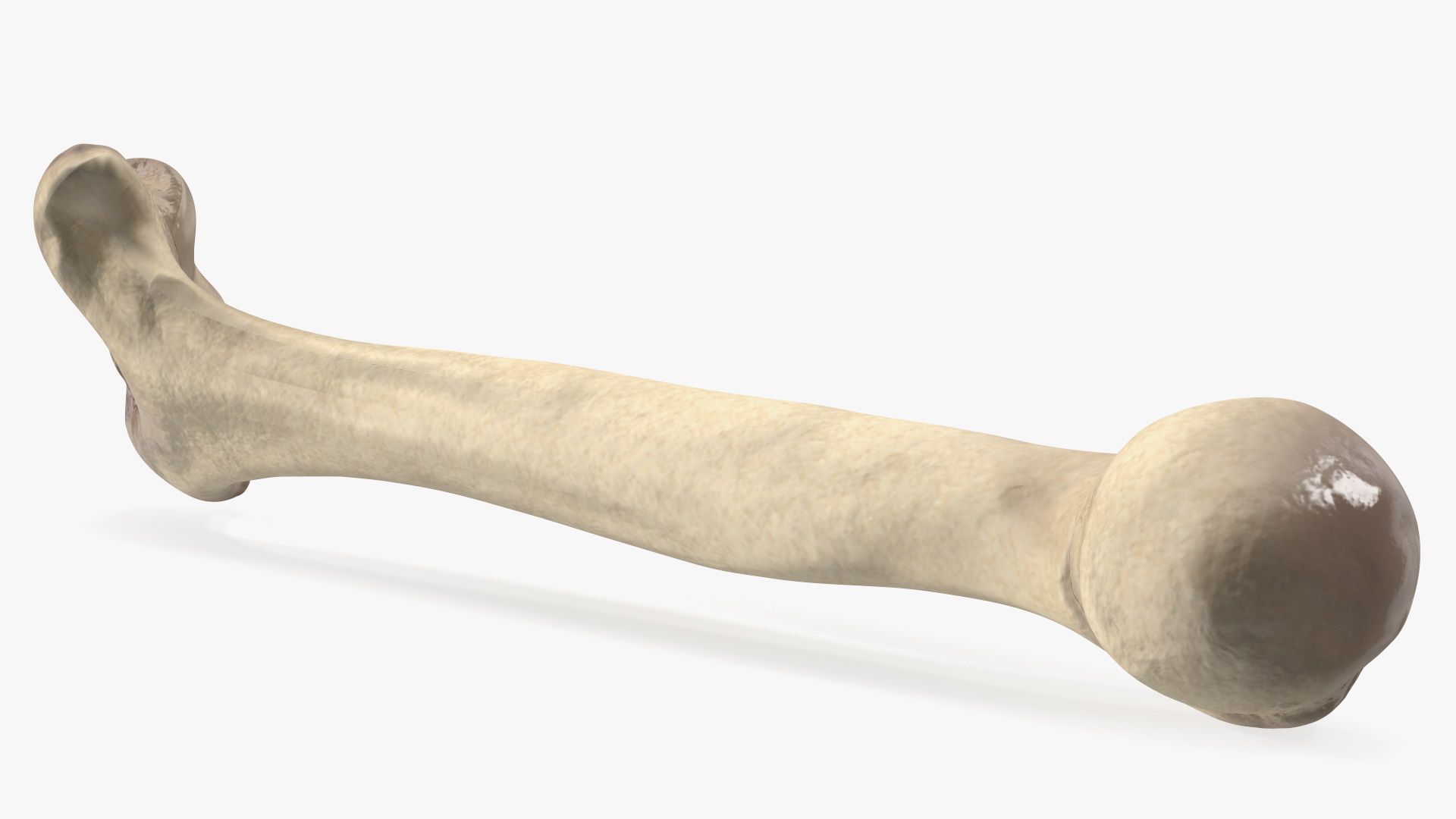 Bone royalty-free 3d model - Preview no. 10