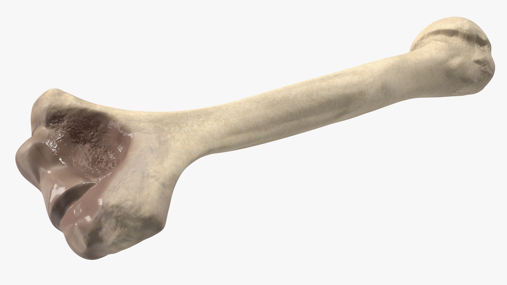 Bone royalty-free 3d model - Preview no. 11