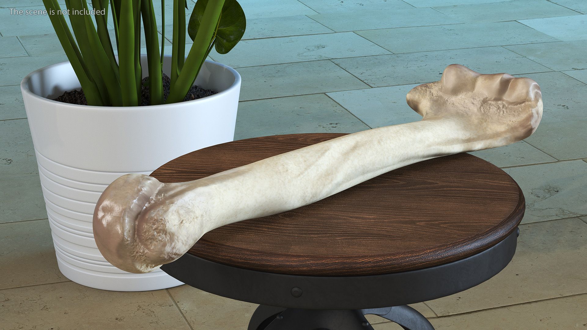 Bone royalty-free 3d model - Preview no. 4