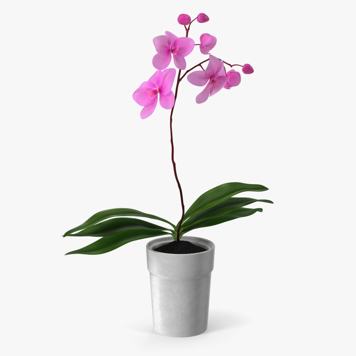 Orquídea Rosa e Vaso Branco 3d model