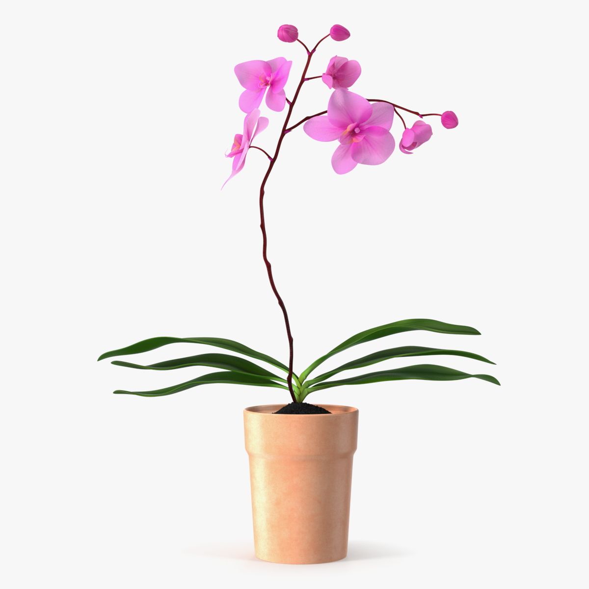 Panela de Barro com Orquídea Rosa 3d model