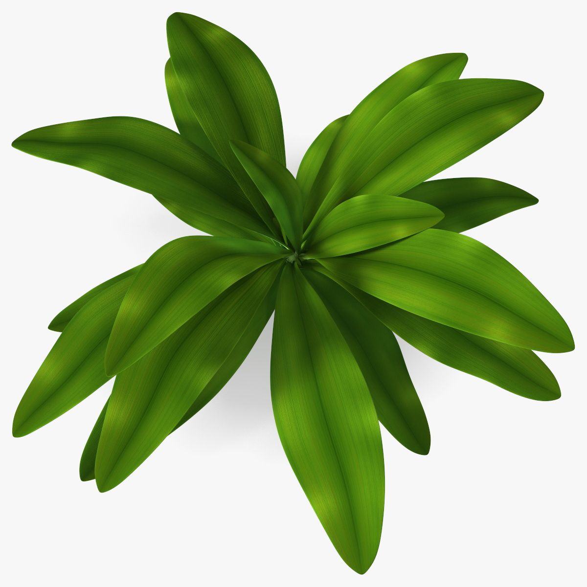 Planta Tropical Glauca Cordyline 3d model