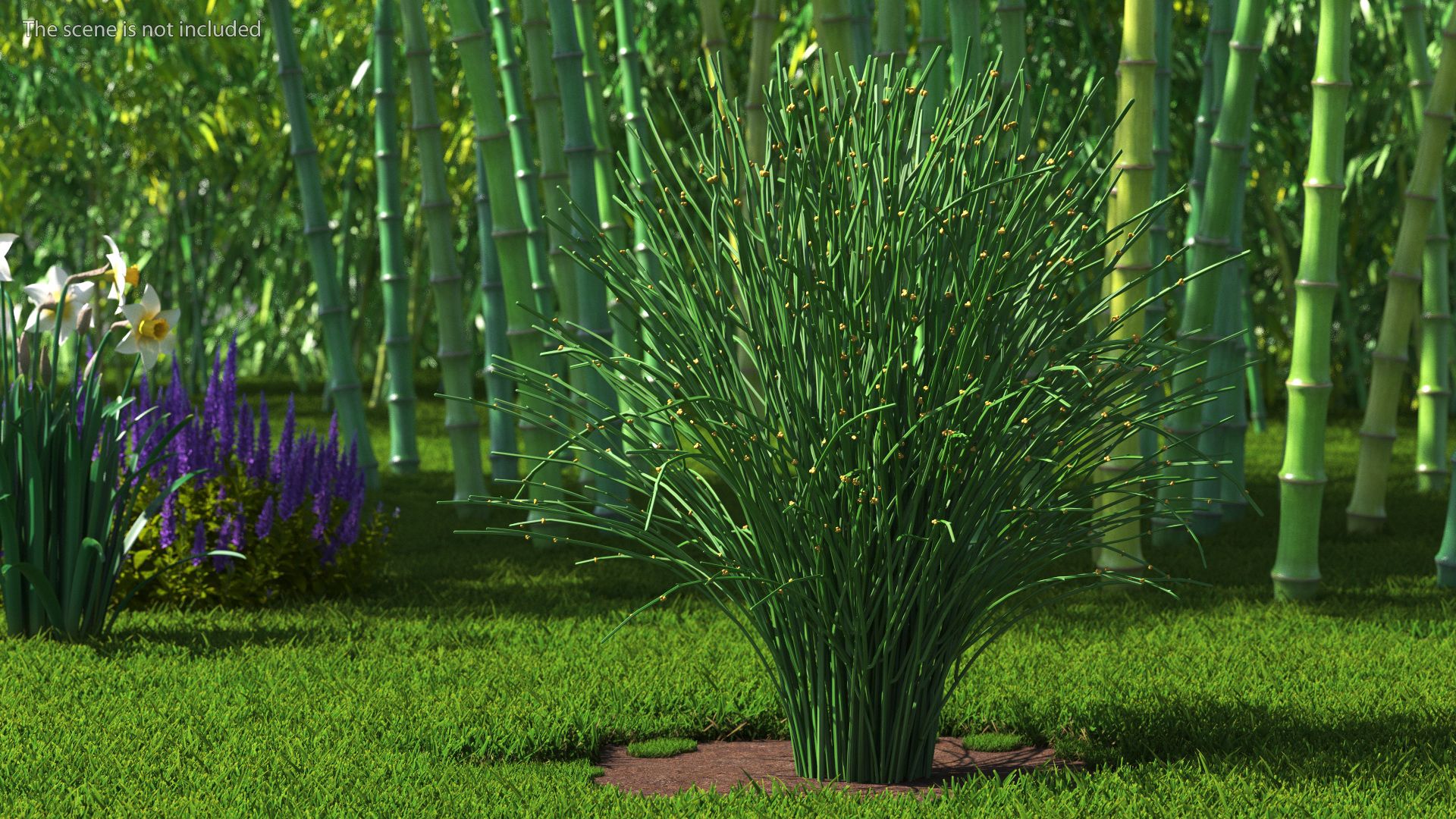 Whisk Fern royalty-free 3d model - Preview no. 3