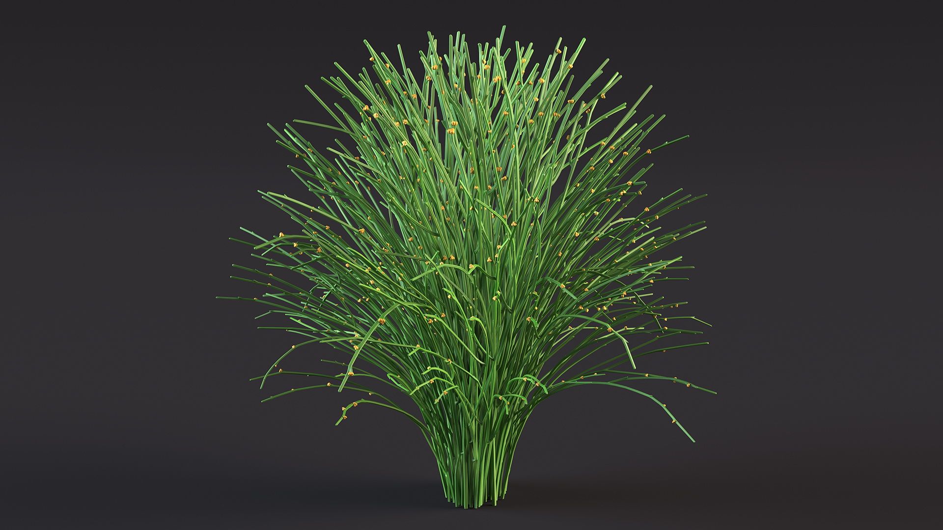 Whisk Fern royalty-free 3d model - Preview no. 7