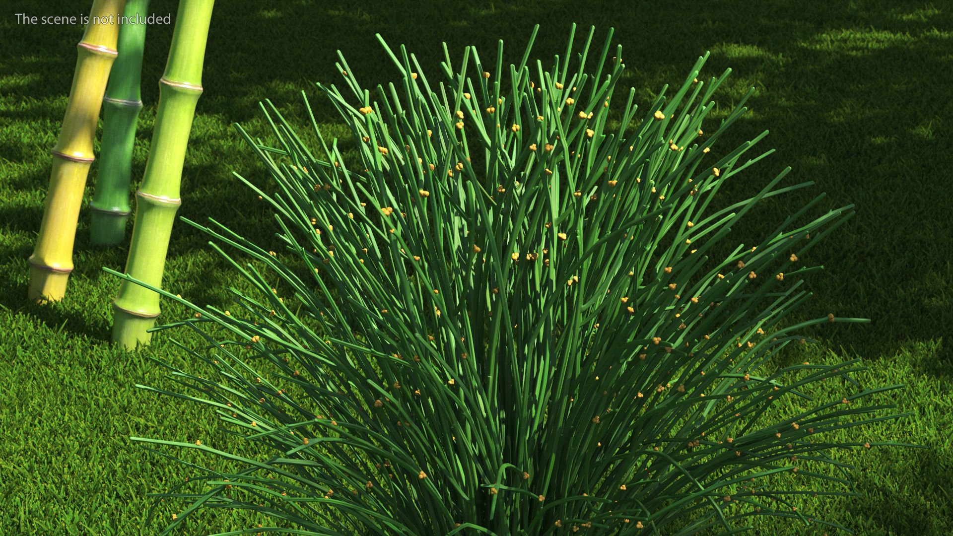 Whisk Fern royalty-free 3d model - Preview no. 5