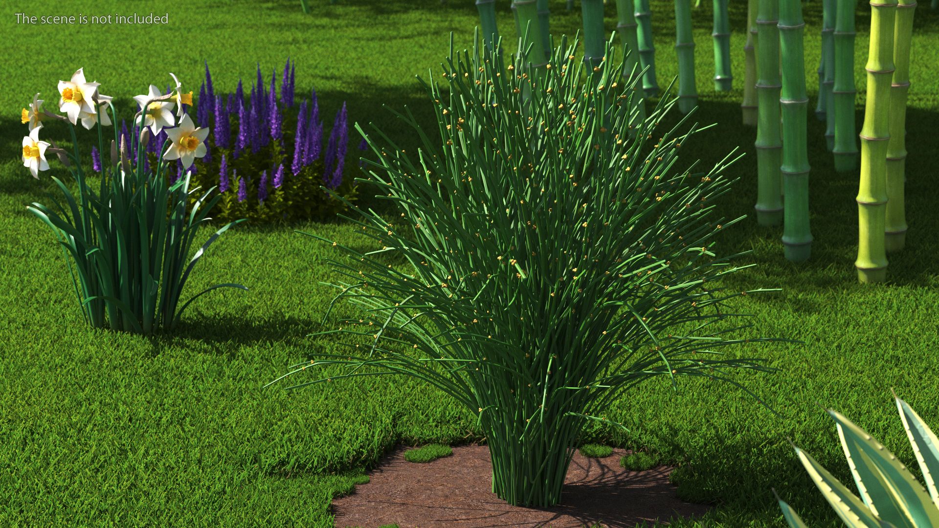 Whisk Fern royalty-free 3d model - Preview no. 4