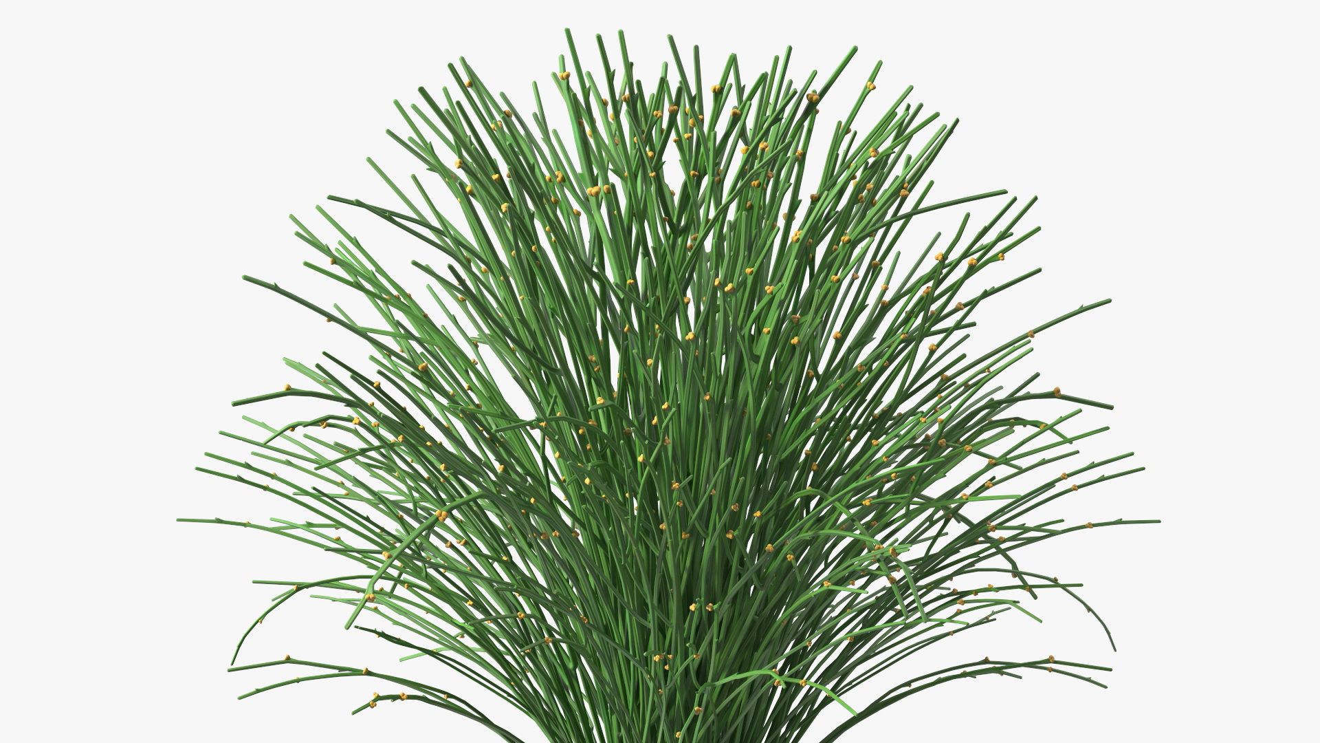 Whisk Fern royalty-free 3d model - Preview no. 11