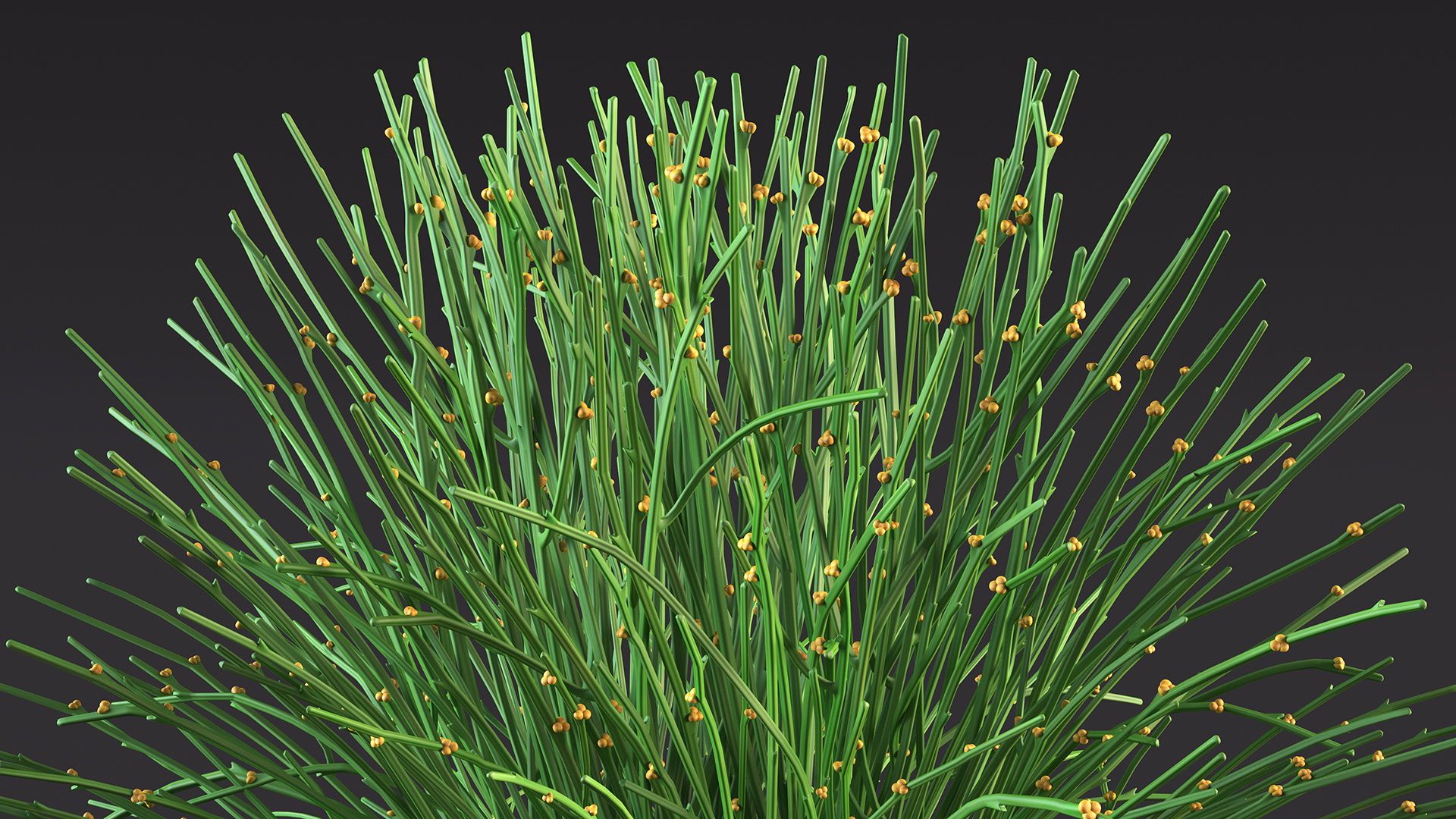 Whisk Fern royalty-free 3d model - Preview no. 8