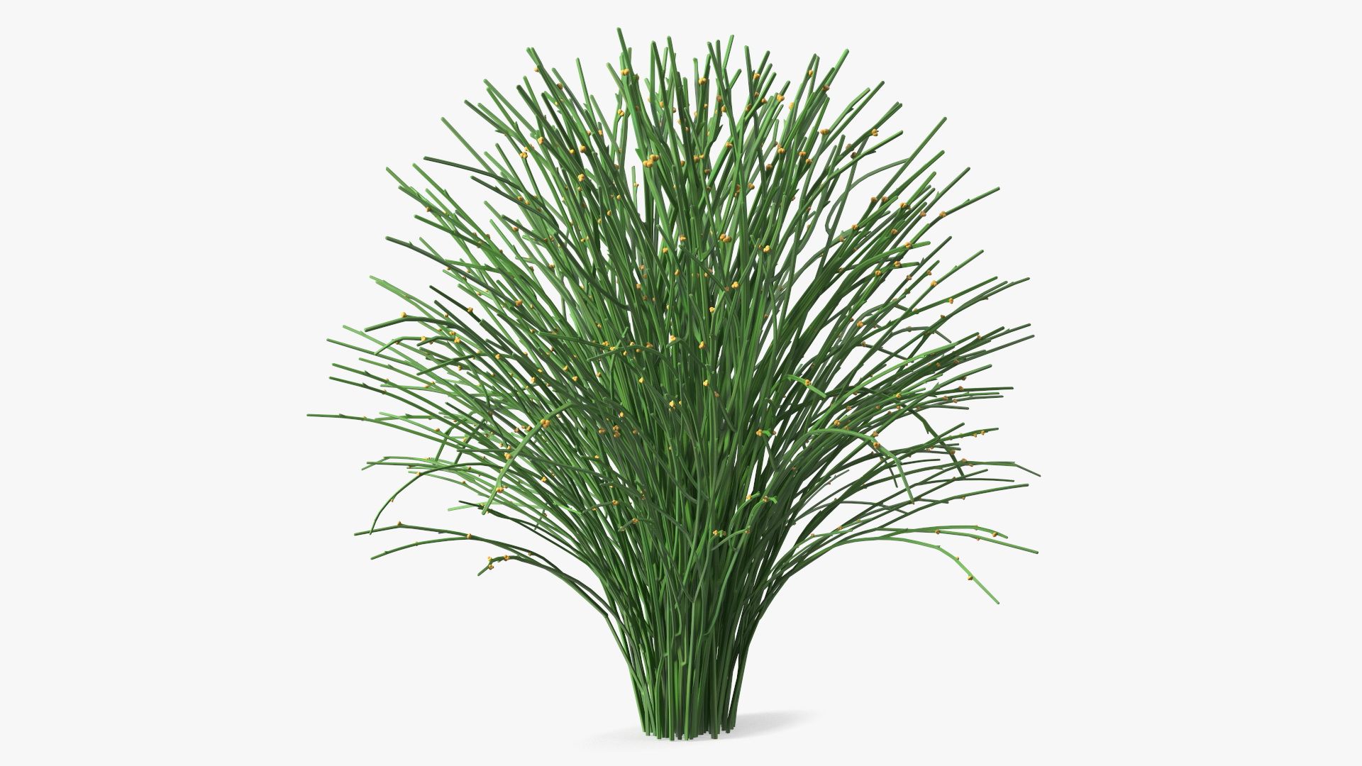 Whisk Fern royalty-free 3d model - Preview no. 9