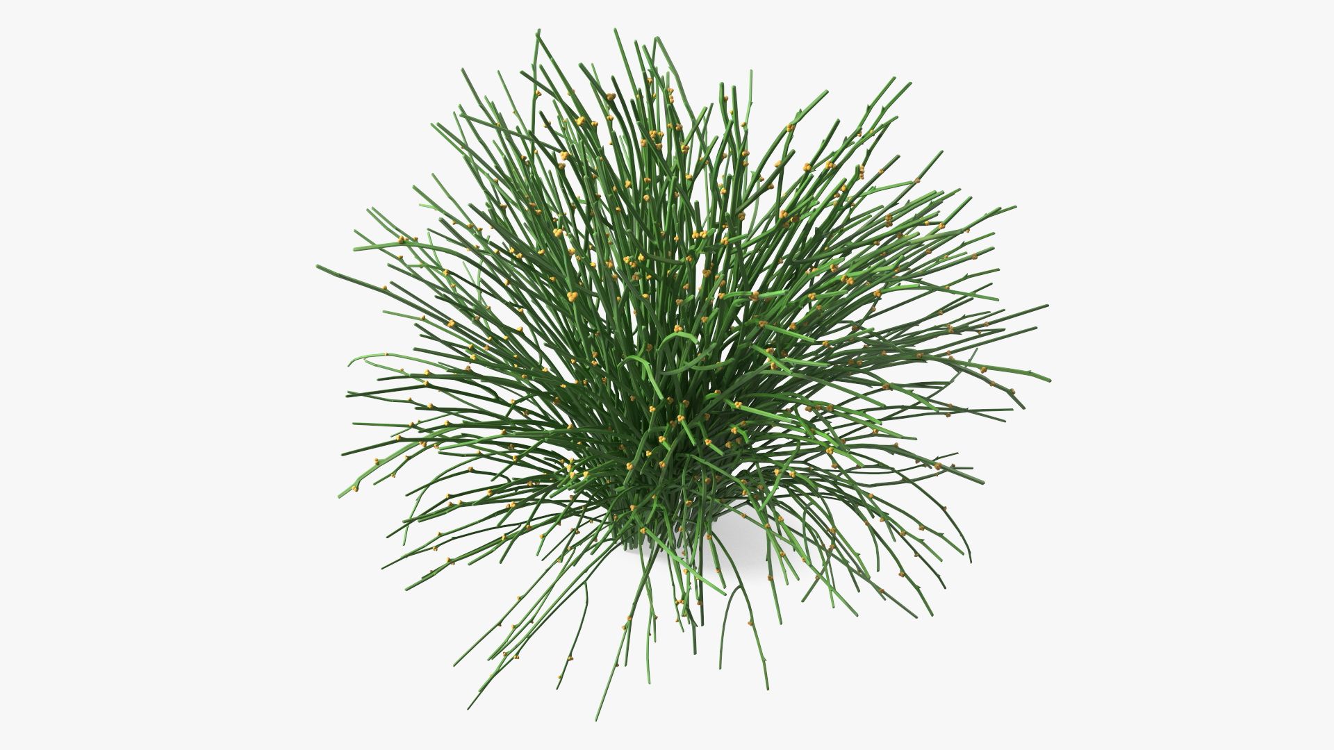 Whisk Fern royalty-free 3d model - Preview no. 12