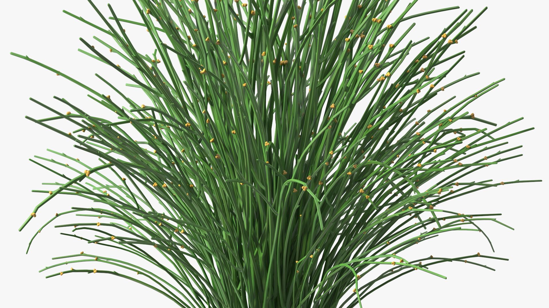 Whisk Fern royalty-free 3d model - Preview no. 14