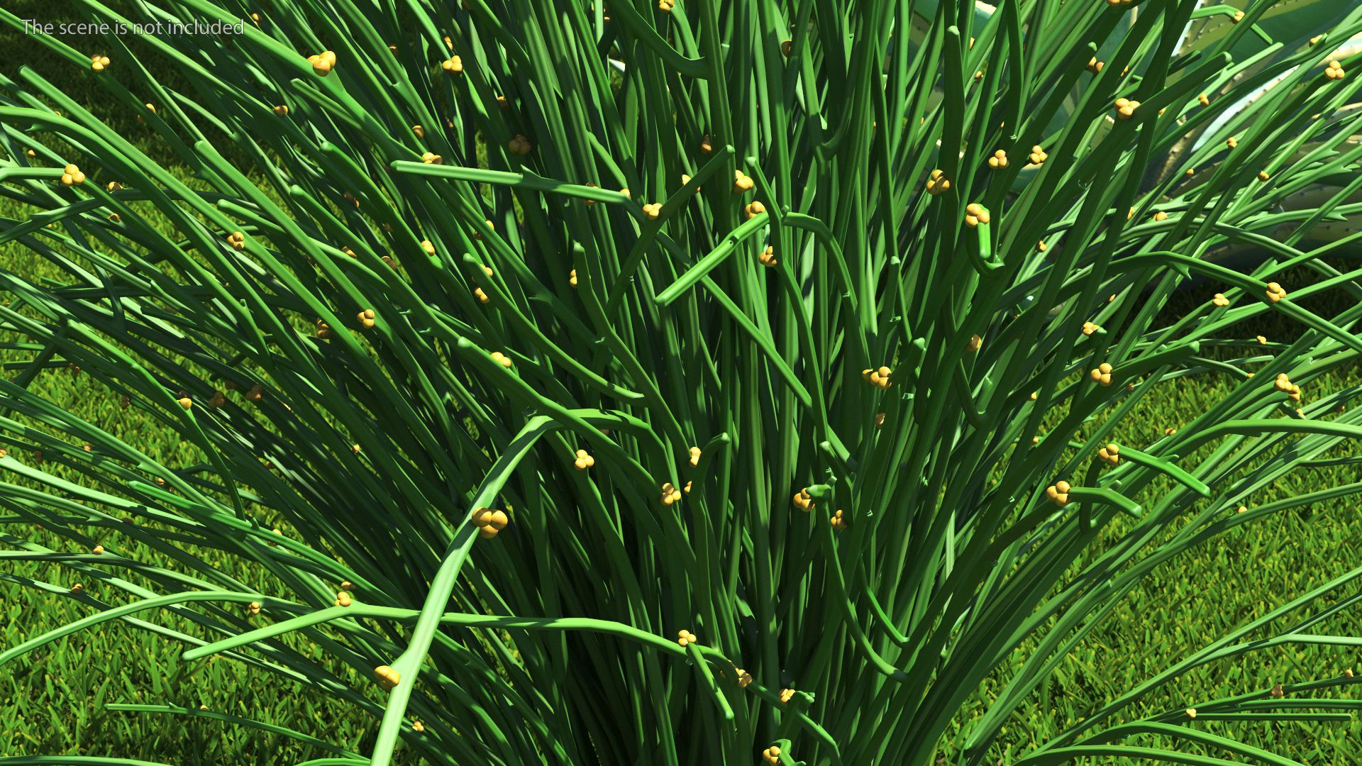 Whisk Fern royalty-free 3d model - Preview no. 6