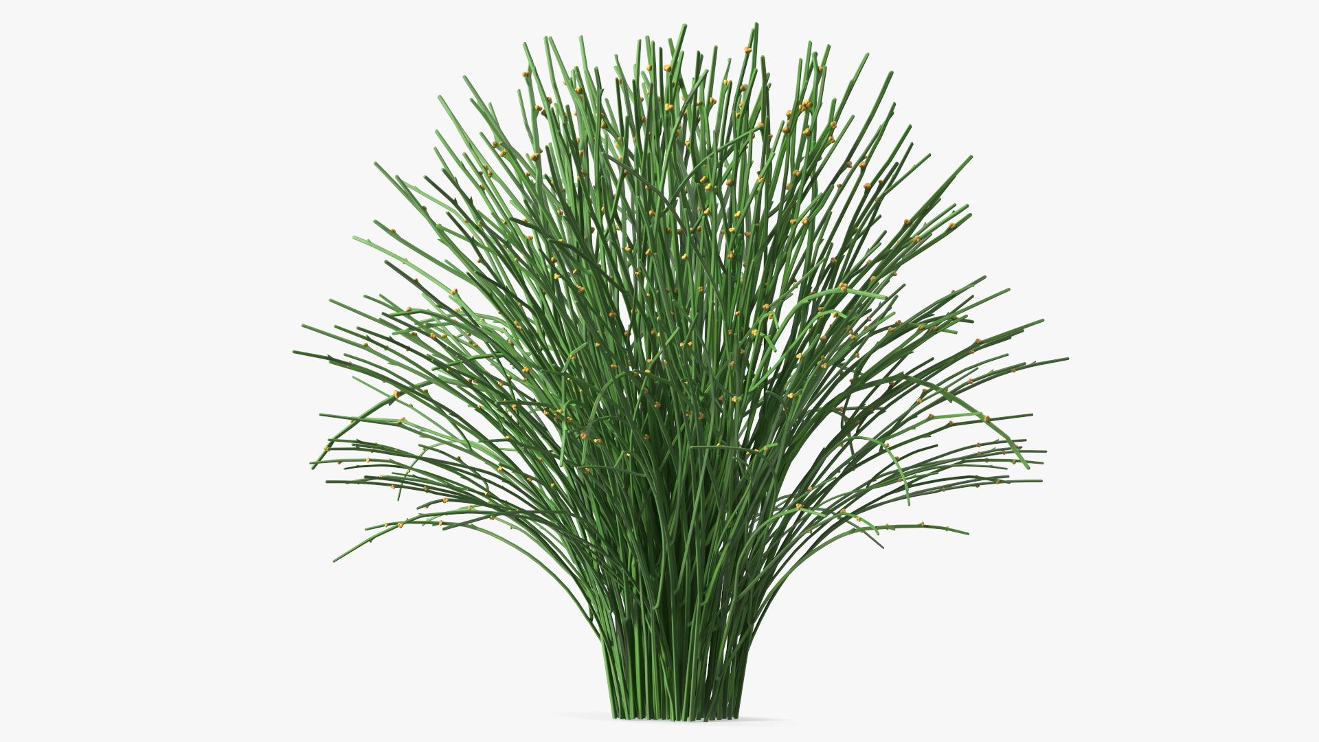 Whisk Fern royalty-free 3d model - Preview no. 10