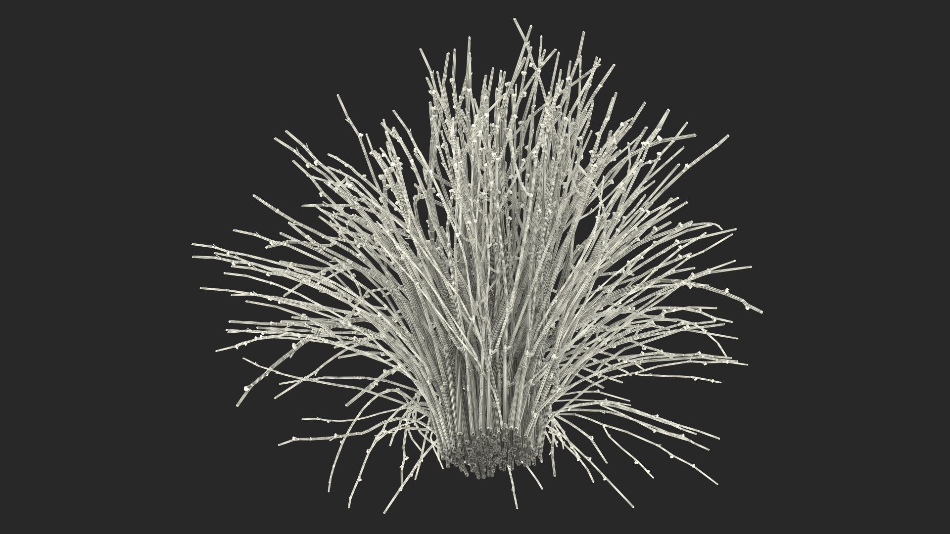 Whisk Fern royalty-free 3d model - Preview no. 28