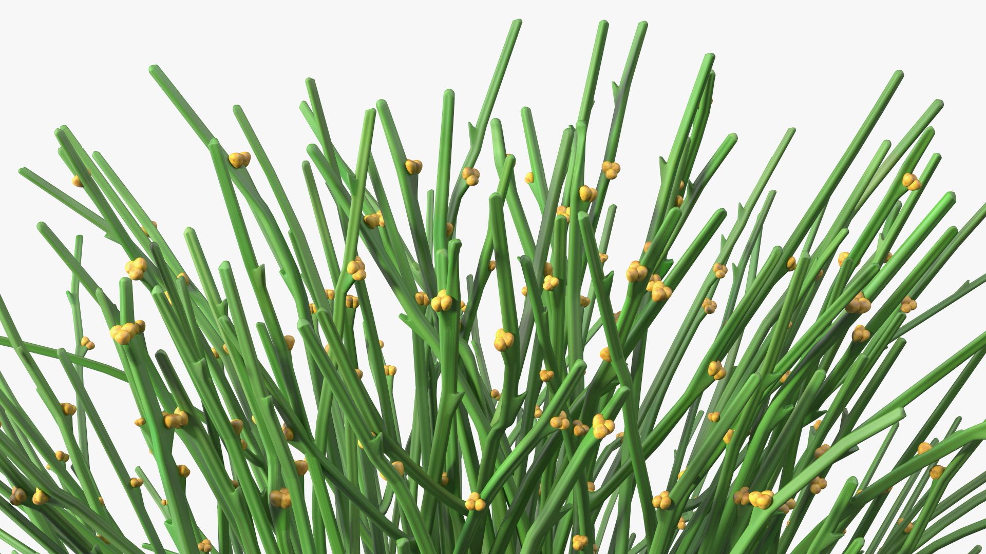 Whisk Fern royalty-free 3d model - Preview no. 15