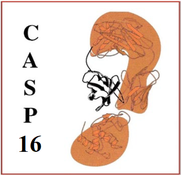 CASP16 Home