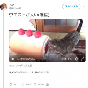 猫のウエストが太かった結果→「ぶるるんって揺れてる」「入りたくて  入りたくて  震える(お腹まわり）」