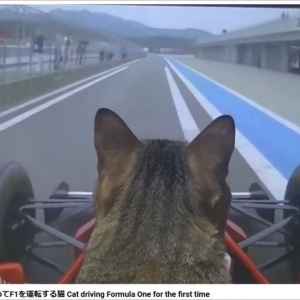 【衝撃】F1に猫を乗せて走らせた動画が67万再生突破！ 初めてF1を運転する猫→ 衝撃の結末