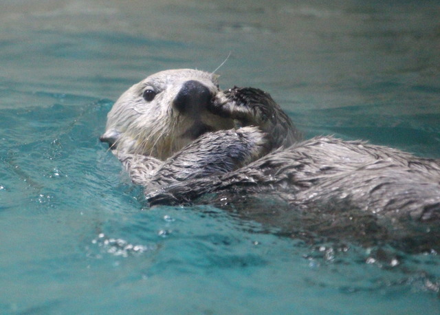 ラッコのキラ（鳥羽水族館）