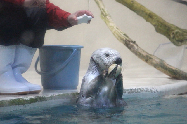 ラッコのメイ（鳥羽水族館）