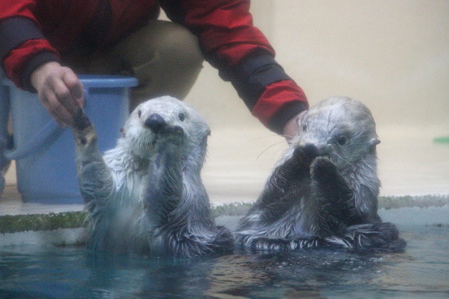 鳥羽水族館のラッコ、メイ（左）とキラ（右）