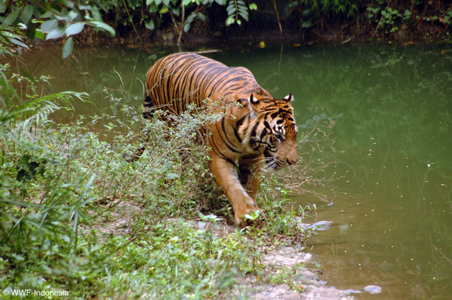 スマトラトラ © WWF-Indonesia