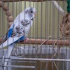 【セキセイインコと暮らす日々】寒い冬を元気に乗り切るためにできること 画像