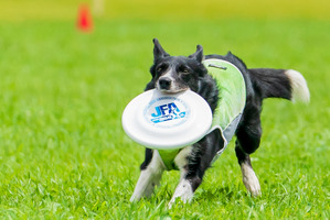 フリスビードッグの魅力は「愛犬からの学び」…日本チャンピオンの福本選手 画像