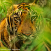 トラ © Narayanan Iyer (Naresh) / WWF-International