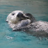 ラッコのキラ（鳥羽水族館）