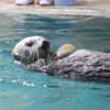 鳥羽水族館のラッコ「キラ」