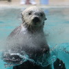 ラッコのキラ（鳥羽水族館）