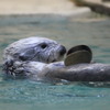 ラッコのメイ（鳥羽水族館）